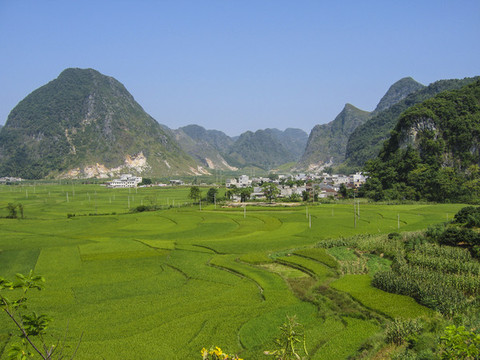 綠色田野