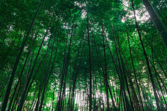 竹林