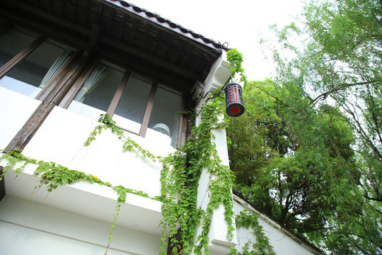 爬山虎