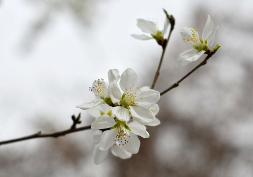 桃花