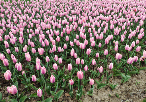 郁金香花海