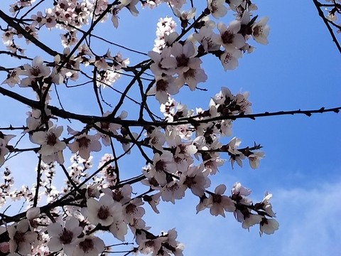 桃花藍(lán)天