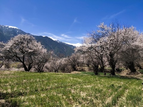 田園桃花