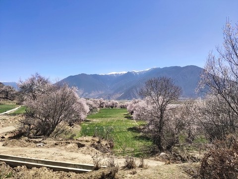 林芝春天