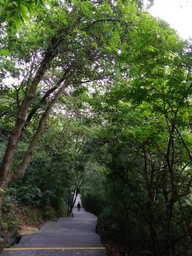 天梯