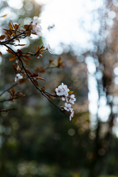 櫻花