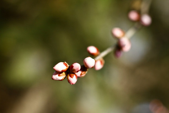 山桃花