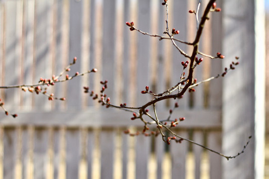 山桃花