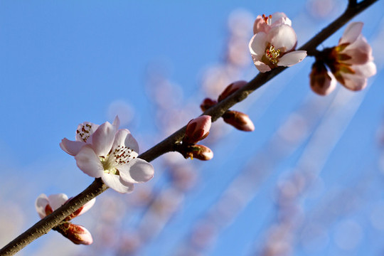 山桃花