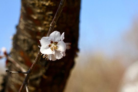 山桃花