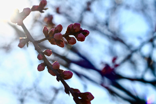 山桃花