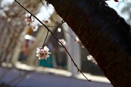 山桃花