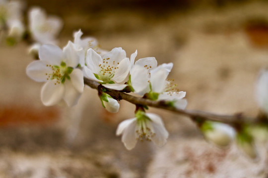 李花