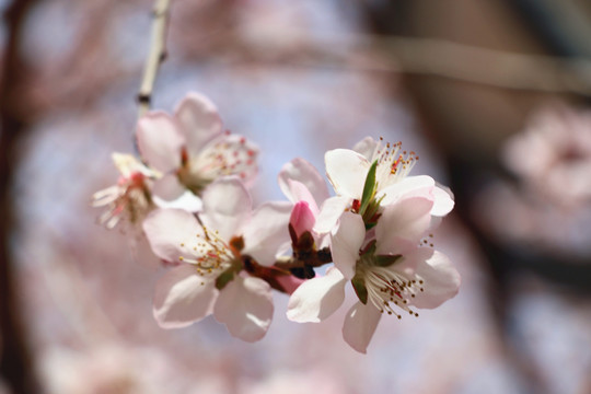 意境桃花
