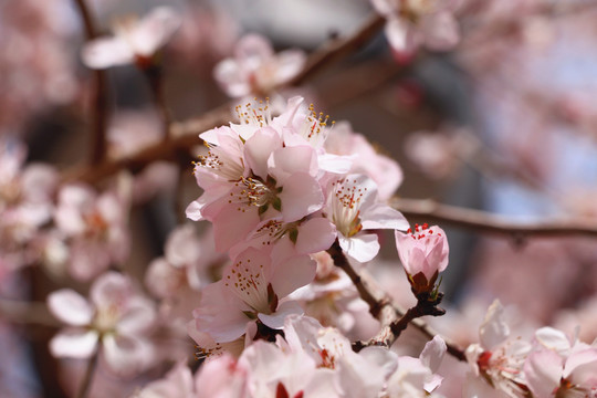 春光燦爛山桃花