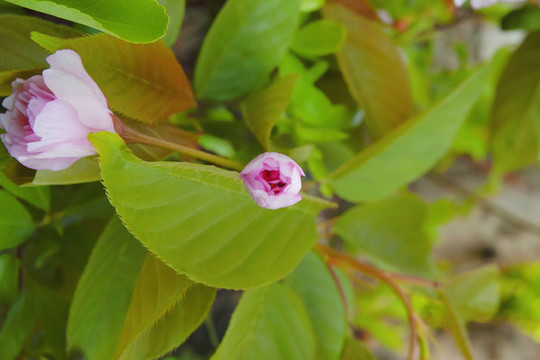 櫻花