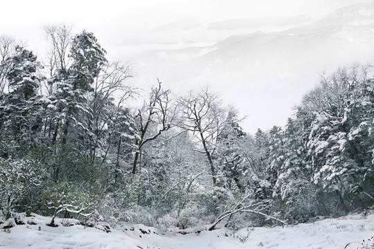 雪山霧凇