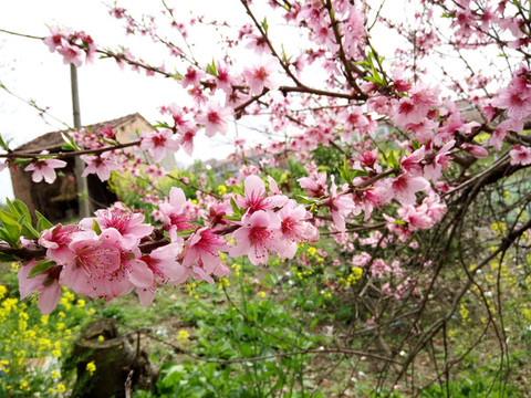 櫻花