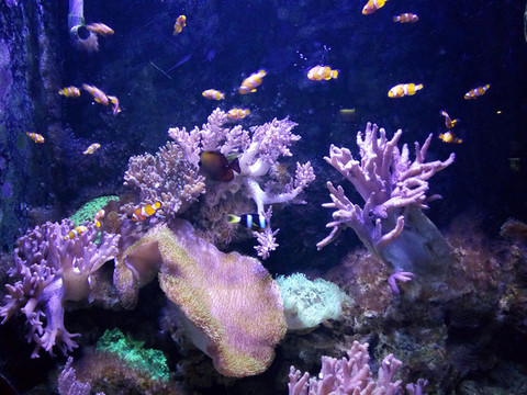 海底世界