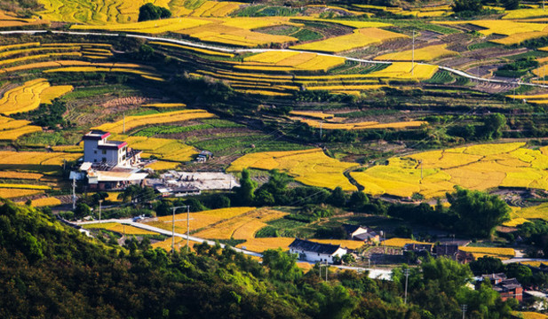 安溪茶鄉(xiāng)湖頭秋天稻田風光
