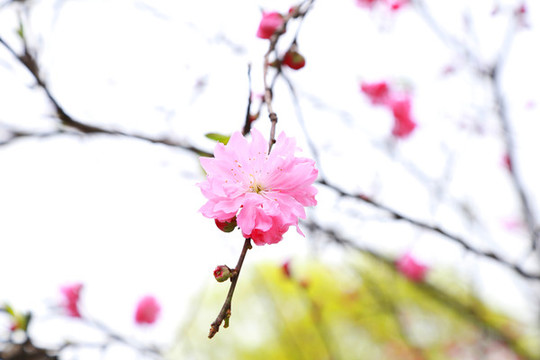 梅花