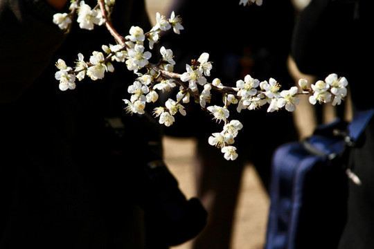 李花