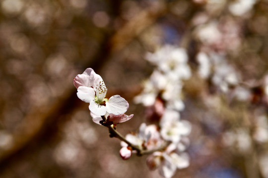 山桃花
