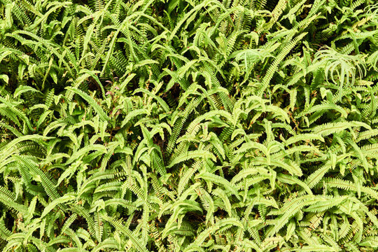綠植墻