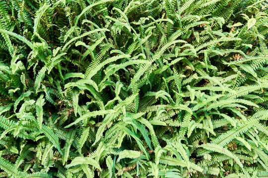 綠植墻