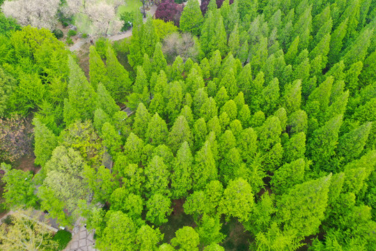 航拍濟南泉城公園春色滿園33