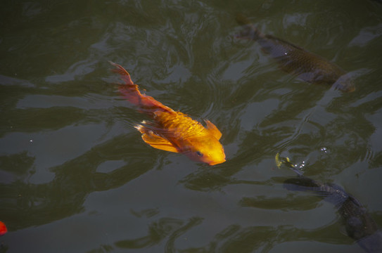 金魚(yú)