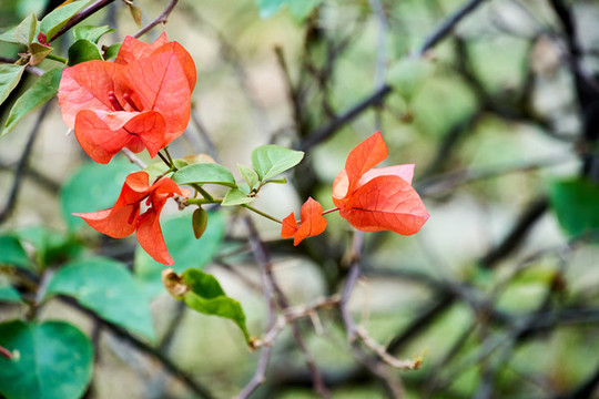葉子花