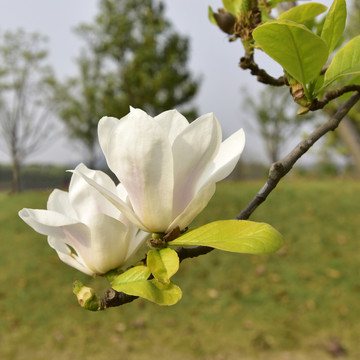 白玉蘭花