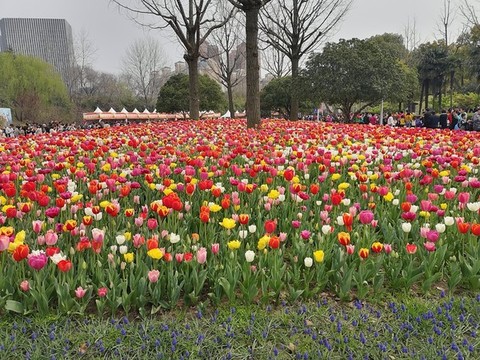 公園里的郁金香