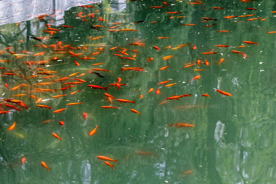 水中魚
