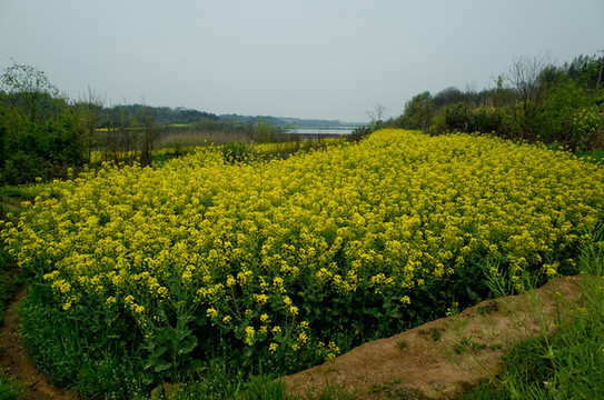 油菜花海