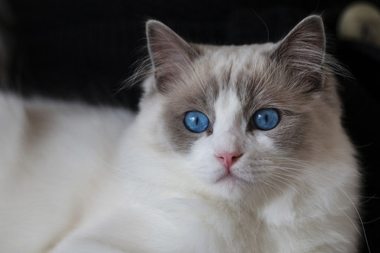 布偶蓝双猫蓝眼睛日常美照