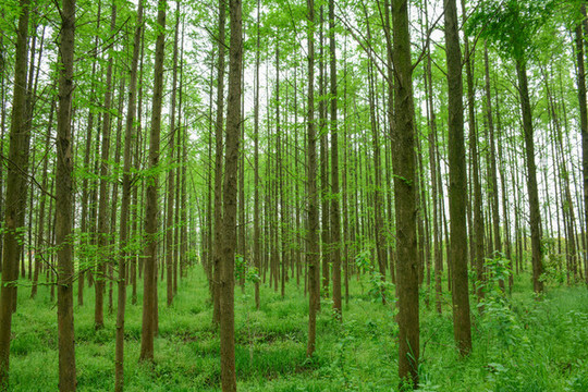 陽光綠樹林