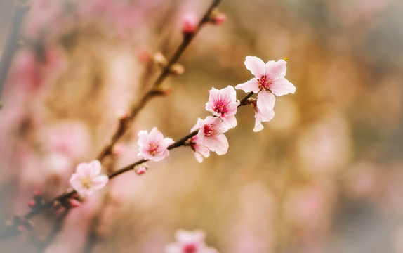 一枝桃花