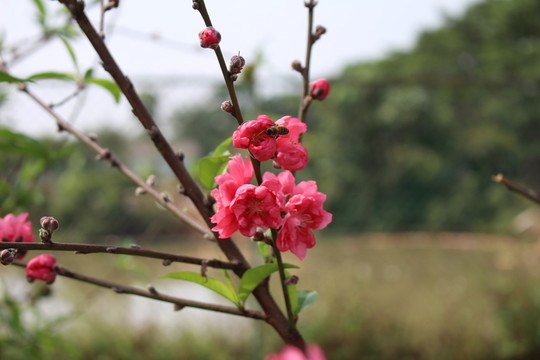 鷹嘴桃桃花