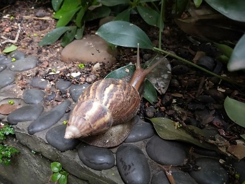 蝸牛