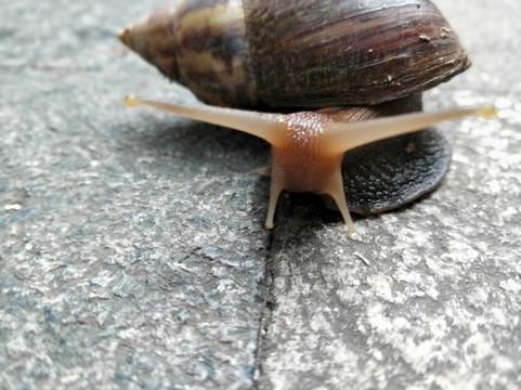 蝸牛