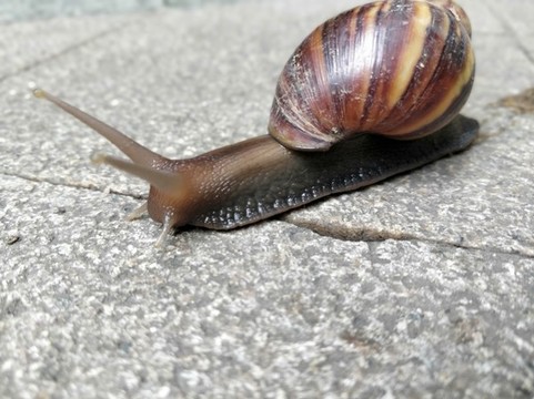 蝸牛