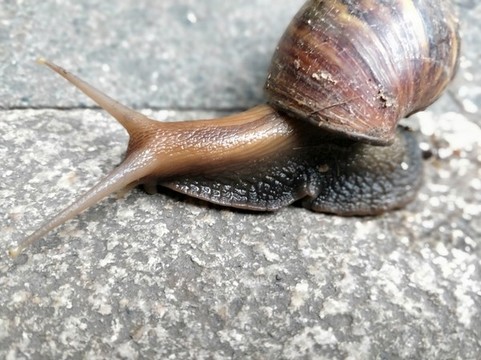 蝸牛