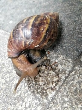 蝸牛