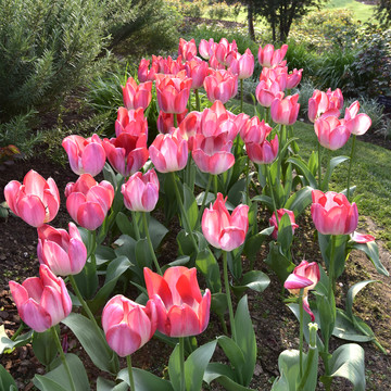 郁金香花