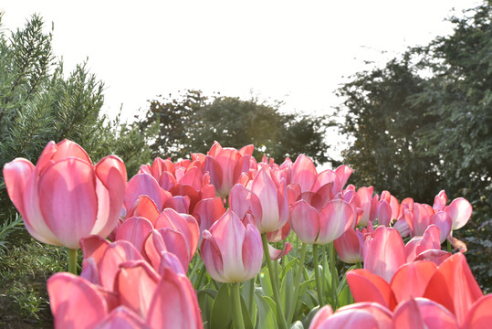 郁金香花
