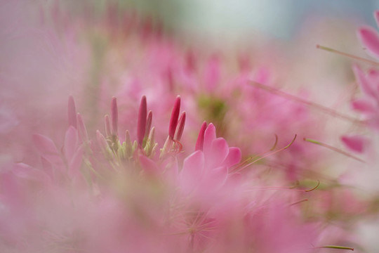 醉蝶花