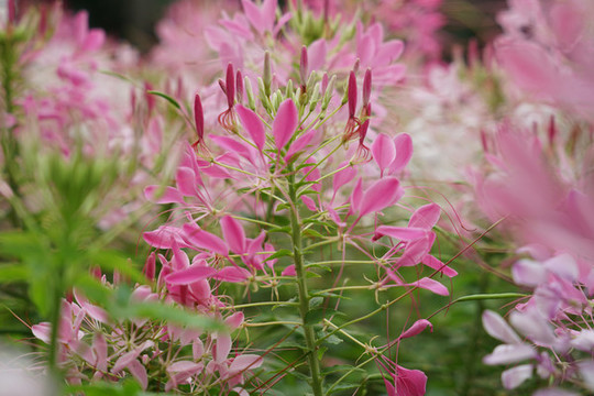 醉蝶花