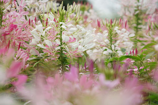 醉蝶花